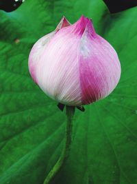 Close-up of flower