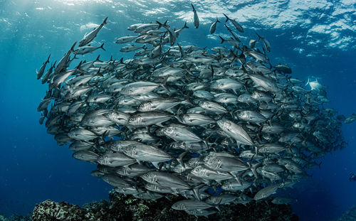 School of bigeye trevally, underwater photography