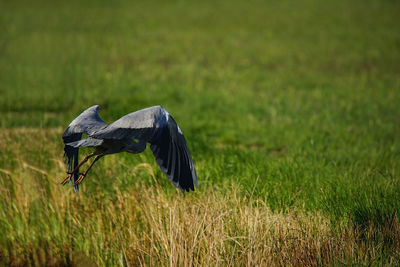 Bird flying over a field