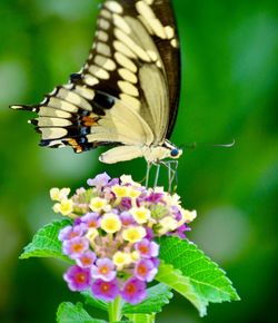 Close-up of butterfly pollinating on purple flower