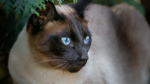 Close-up portrait of a cat