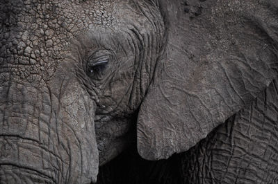 Close-up of elephant