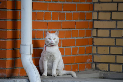 White cat sitting against brick wall
