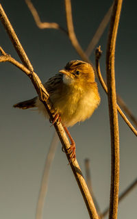 Close-up of bird perching on branch