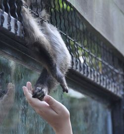 Cropped image of person holding hands with monkey in cage