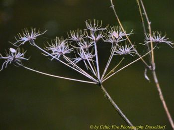 Close-up of flowering plant