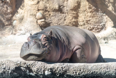 Close-up of a sleeping resting on rock hippo
