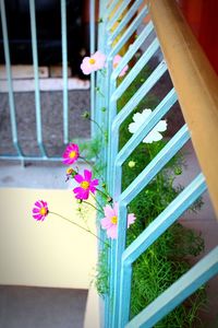 Close-up of pink flowers