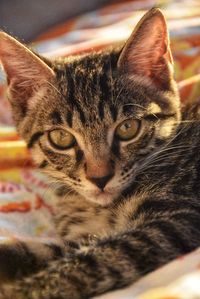 Close-up portrait of a cat