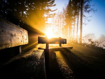 Sun shining through trees