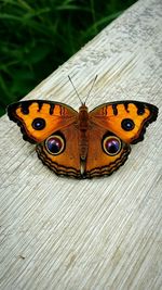 Close-up of butterfly on leaf