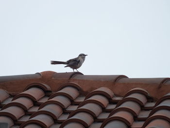 Bird perching on roof of house against clear sky