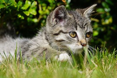 Close-up of rabbit on grass