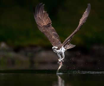 Bird flying over lake