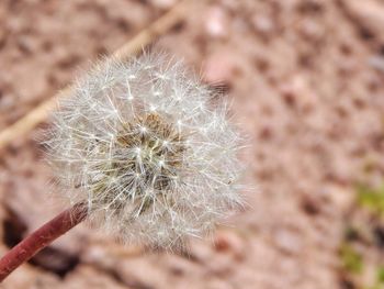 Close-up of dandelion