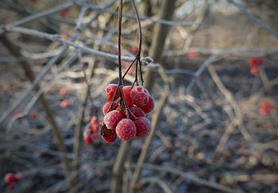 Close-up of red berries on tree