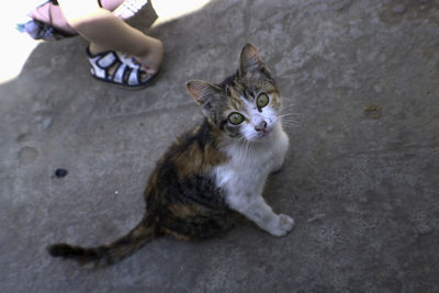 Portrait of cat looking away while sitting on floor