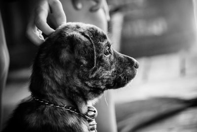 Close-up of dog sitting on hand