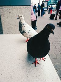 Close-up of pigeon