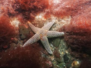 Close-up of coral in sea