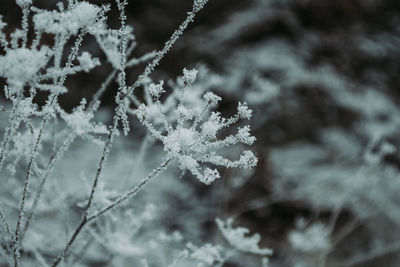 Close-up of frozen plant