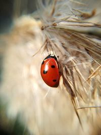 Close-up of ladybug on leaf