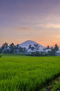 Scenic view of field against sky during sunset