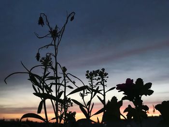 Low angle view of silhouette flowering plants against sky during sunset