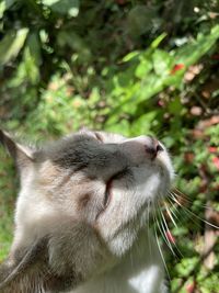 Close-up of a cat