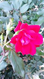 Close-up of pink rose blooming outdoors