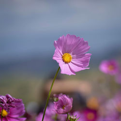 Close-up of pink cosmos flower