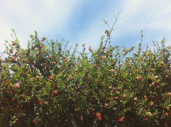 Low angle view of trees against sky