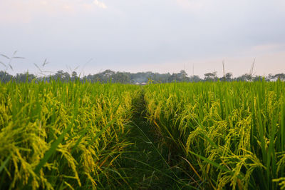 Scenic view of agricultural field against sky