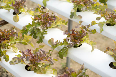 Close-up of plant on table