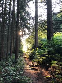 Sunlight streaming through trees in forest