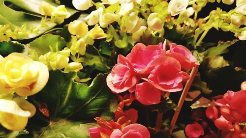 Close-up of pink flowers blooming outdoors