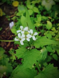 flower