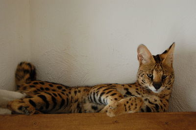Serval cat resting on wall