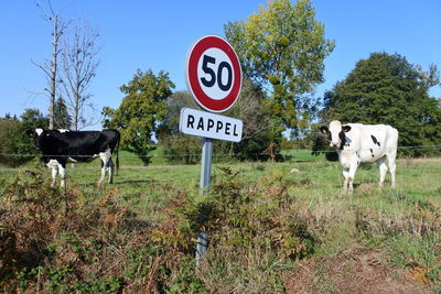 Vaches normandes qui posent, signalisation routière, champs, campagne. cows, normandy.