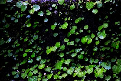 Full frame shot of green leaves on water