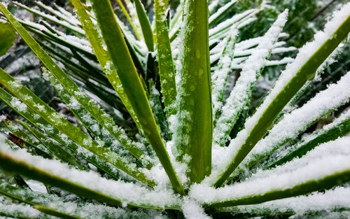 Close-up of fresh plants during winter