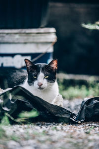 Portrait of a cat