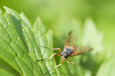 Close-up of insect on leaf