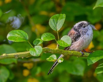 Close-up of bird perching on leaf