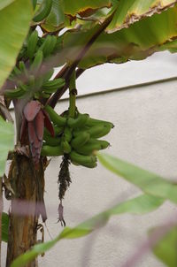 Close-up of plant