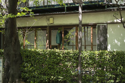 Plants growing outside building