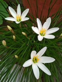 Close-up of white crocus flowers