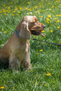 Dog looking away on field