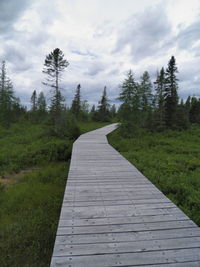 Footpath amidst pine trees against sky