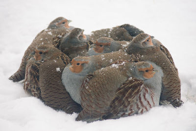 Close-up of dead bird during winter